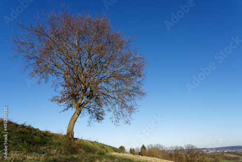 Lonely tree in Kraichgau hills  Germany  with blue sky and a city in the background.