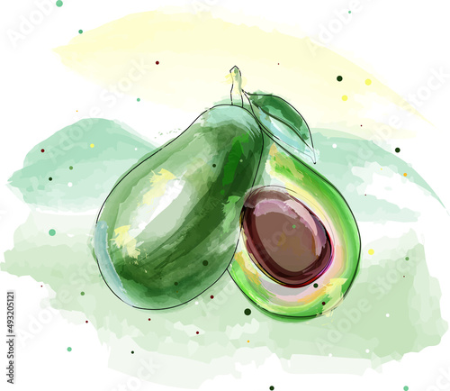 Realistic avocado in watercolor technique. Vector illustration.