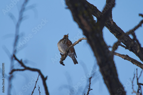 Turdus iliacus sit on tree
Redwing sit on branch Volgograd region, Russia. photo