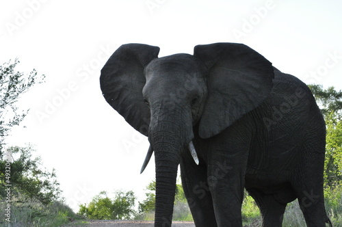 elephant stair 