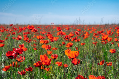 Beautiful red poppies field in spring time. Blooming poppy flowers field in Kazakhstan steppe. Travel  tourism in Kazakhstan concept.