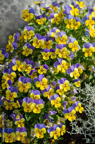 Pansy flower blossoms in summer