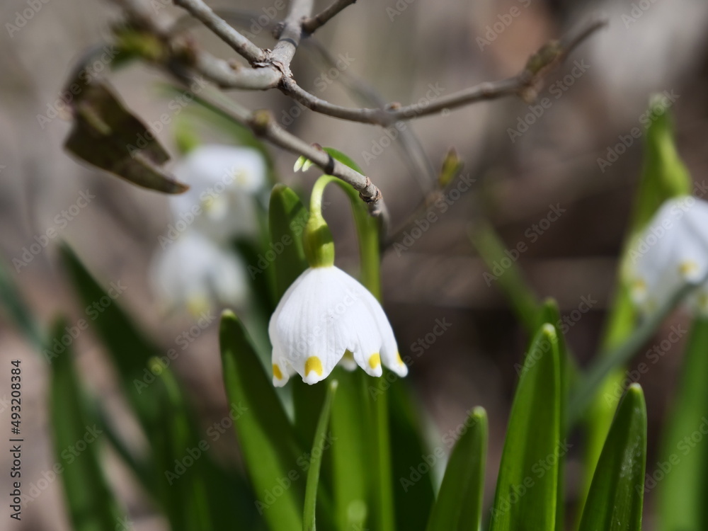 snowdrops in snow snowdrops in snow