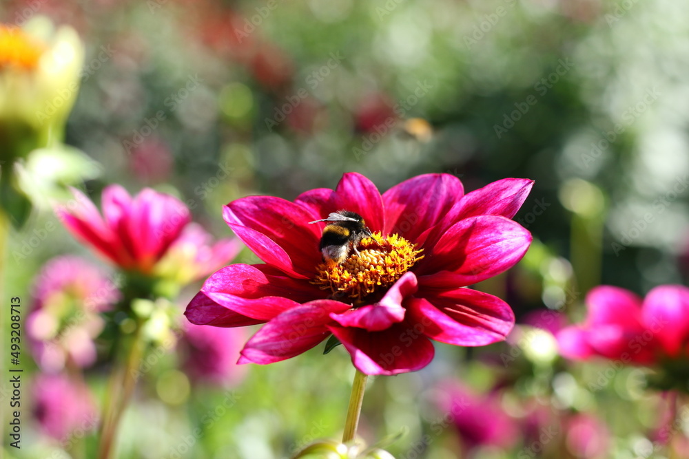 Obraz premium Hummel auf Blüte