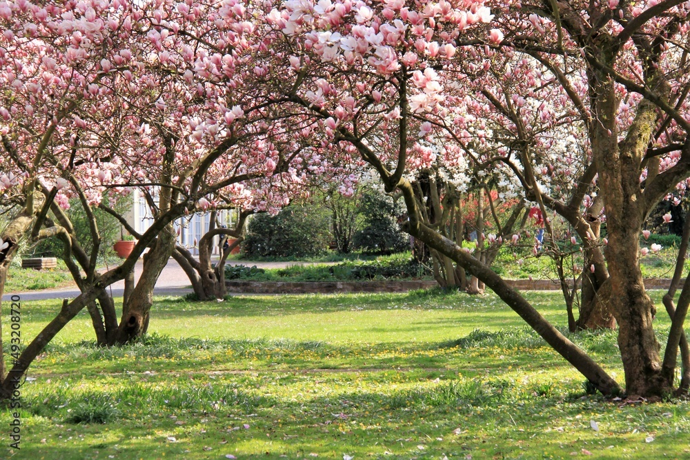 beautiful flowering magnolia trees in a park beautiful flowering magnolia trees in a park