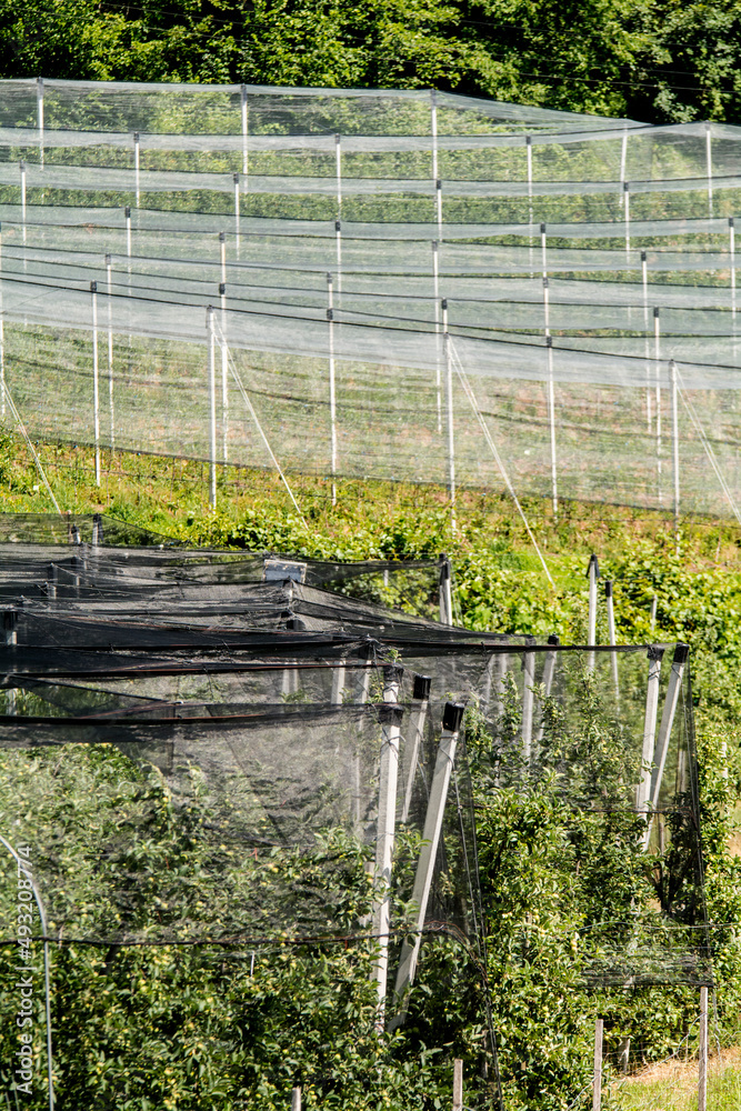 nets for protection - apple trees