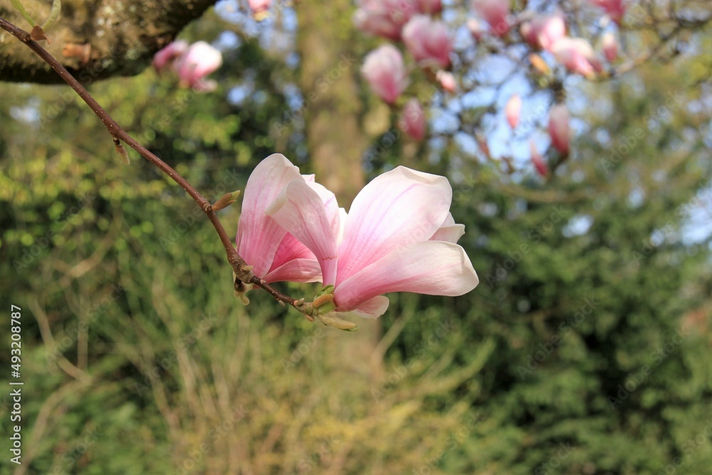 beautiful pink magnolia blossoms on a branch beautiful pink magnolia blossoms on a branch