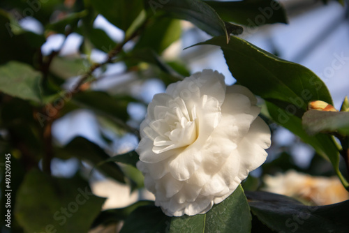 White camellia Japanese also known as common camellia open flower bud on green background with copy space. A flowering bush in full bloom in spring botanical garden. Tender petals. Floral background.