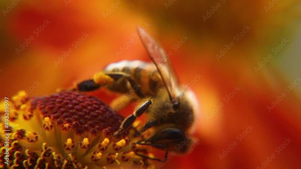 Honey bee covered with yellow pollen drink nectar, pollinating flower. Inspirational natural floral spring or summer blooming garden background. Life of insects. Extreme macro close up selective focus