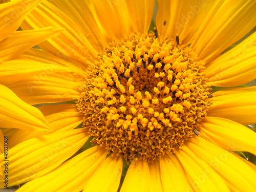Close-up of a flower. Yellow sunflower.