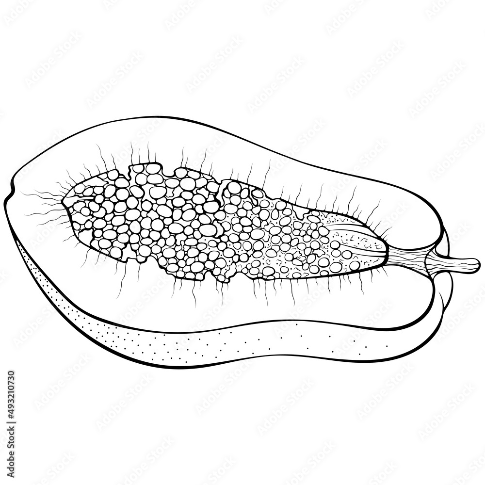 Half papaya with seeds. Vector illustrations in hand drawn sketch doodle style. Line art exotic fruit isolated on white. Element for coloring book, design, print. Half papaya with seeds. Vector illustrations in hand drawn sketch doodle style. Line art exotic fruit isolated on white. Element for coloring book, design, print.