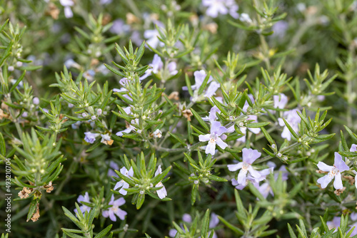 Westringia fruticosa, the coastal rosemary or coastal westringia. This plant is native to Australia and produces white or blue flowers.