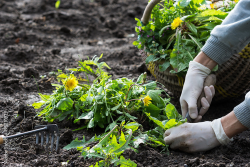Fotografija Worker digs flowering dandelions and other weeds  in  the garden, gardener digs