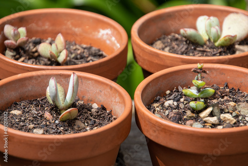 Four small potted succulent plants in a full framed image