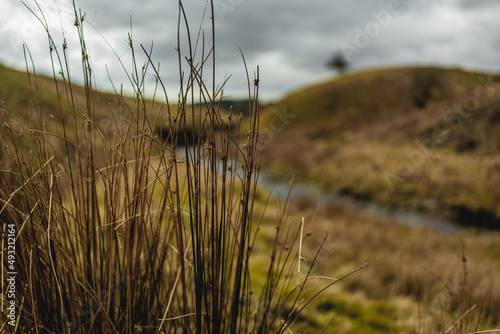 Grass in Scotland