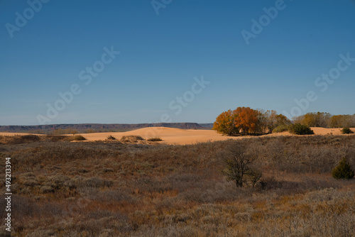 Trees and Sand Dunes in Little Sahara State Park in Waynoka, USA