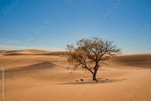Tree and Sand Dunes in Little Sahara State Park in Waynoka, USA photo