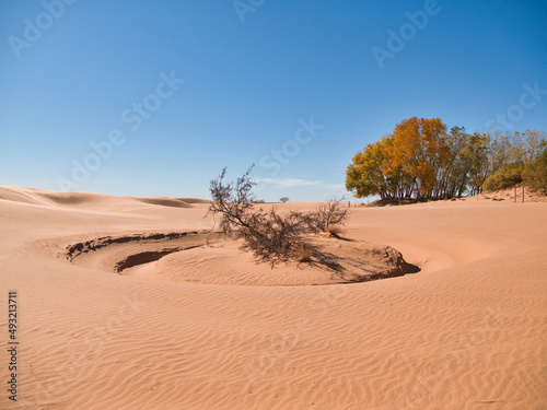 Trees and Sand Dunes in Little Sahara State Park in Waynoka  USA