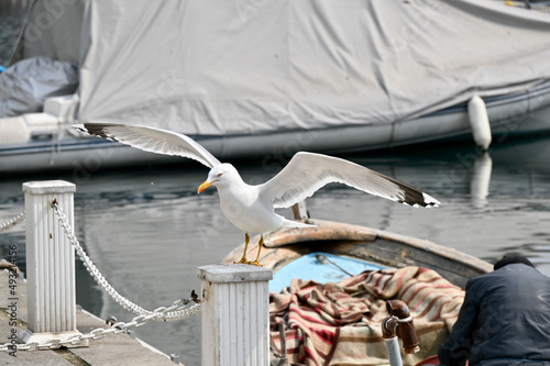 Gulls, or colloquially seagulls, are seabirds of the family Laridae in the suborder Lari. They are most closely related to the terns and only distantly related to auks, skimmers and even more distantl