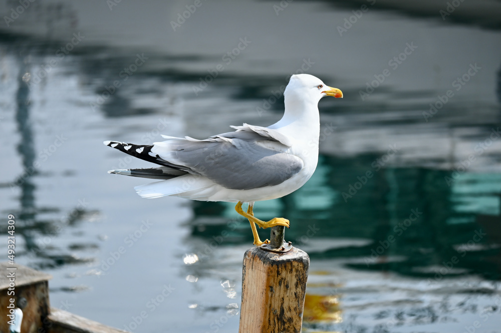 Gulls, or colloquially seagulls, are seabirds of the family Laridae in the suborder Lari. They are most closely related to the terns and only distantly related to auks, skimmers and even more distantl Gulls, or colloquially seagulls, are seabirds of the family Laridae in the suborder Lari. They are most closely related to the terns and only distantly related to auks, skimmers and even more distantl