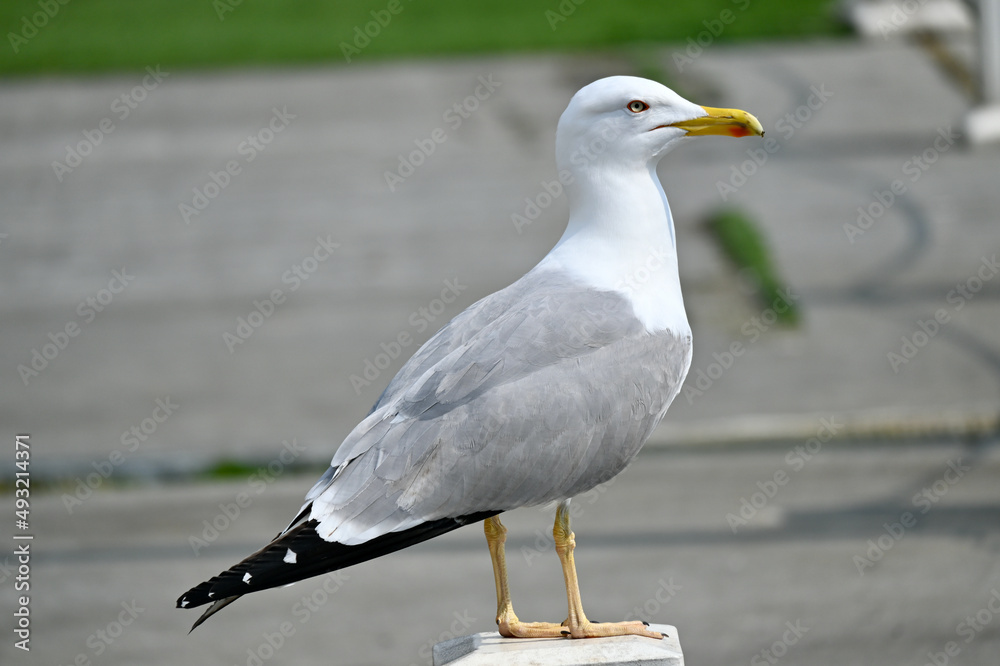 Gulls, or colloquially seagulls, are seabirds of the family Laridae in the suborder Lari. They are most closely related to the terns and only distantly related to auks, skimmers and even more distantl Gulls, or colloquially seagulls, are seabirds of the family Laridae in the suborder Lari. They are most closely related to the terns and only distantly related to auks, skimmers and even more distantl