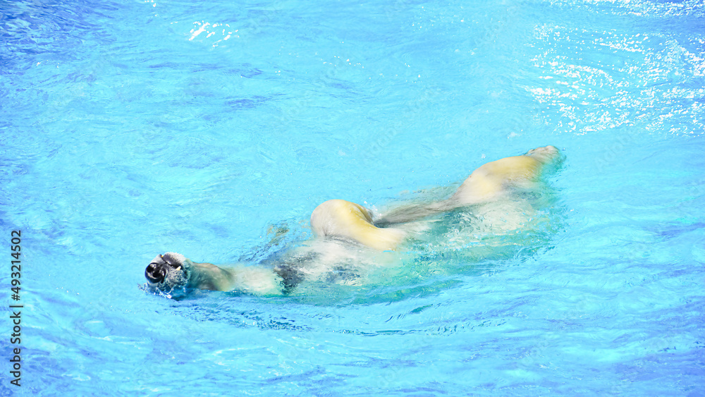 Polar bear swimming/La nage de l'ours polaire
