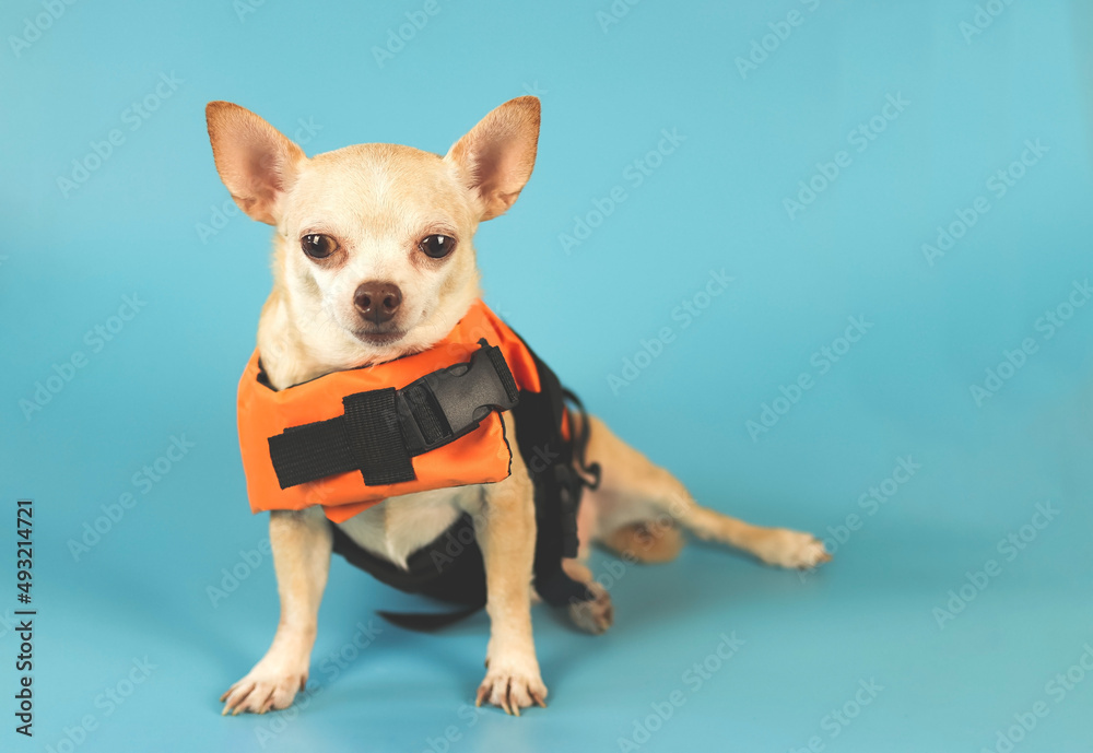 cute brown short hair chihuahua dog wearing orange life jacket, on blue background. Baywatch dog. Pet Water Safety.