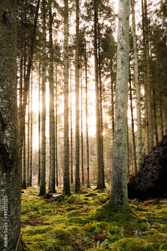 Kielder England: 13th January 2022: Tall tree trunks with winter sun peeping through with lush mossy roots photo