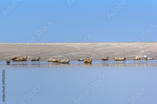 Herd of seals in the Bay of Somme. Hourdel coast