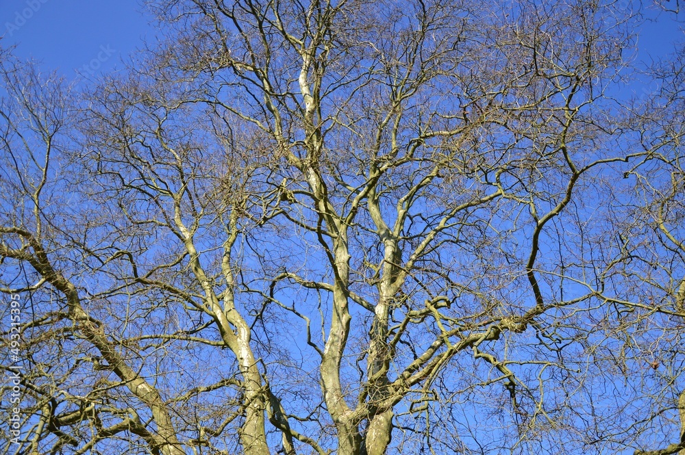 ein großer baum vor blauem Himmel, Baumkrone