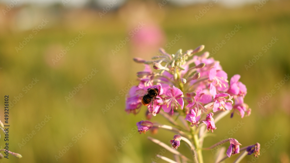 Purple flowers Willow-herb with bumblebee in the garden Purple flowers Willow-herb with bumblebee in the garden
