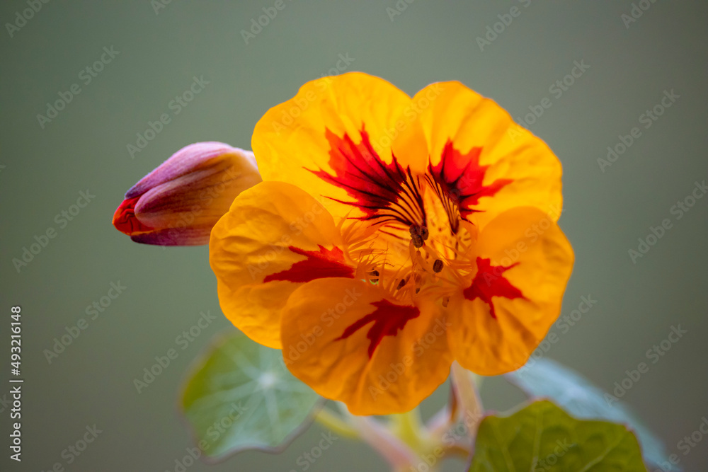 Gros plan sur une fleur de capucine éclose arborant des pétales orange et rouge et un bouton en formation Gros plan sur une fleur de capucine éclose arborant des pétales orange et rouge et un bouton en formation