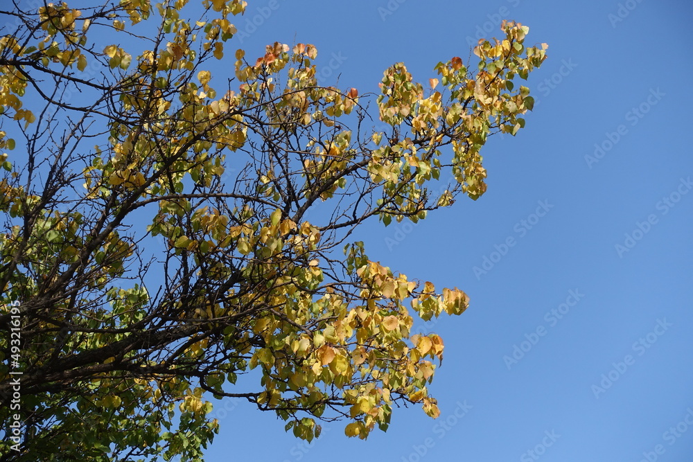 Cloudless blue sky and branches of apricot tree with autumnal foliage in October Cloudless blue sky and branches of apricot tree with autumnal foliage in October