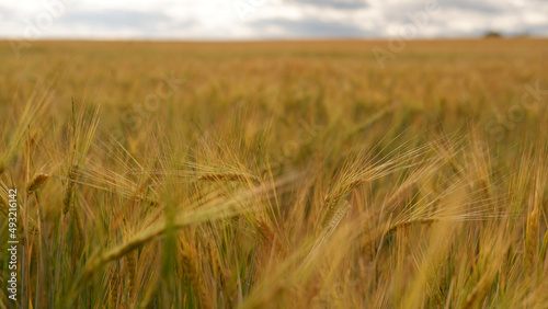 Wallpaper Mural Beautiful landscape field on a summer day. Rural scene. Close up of wheat ears, field of wheat Torontodigital.ca