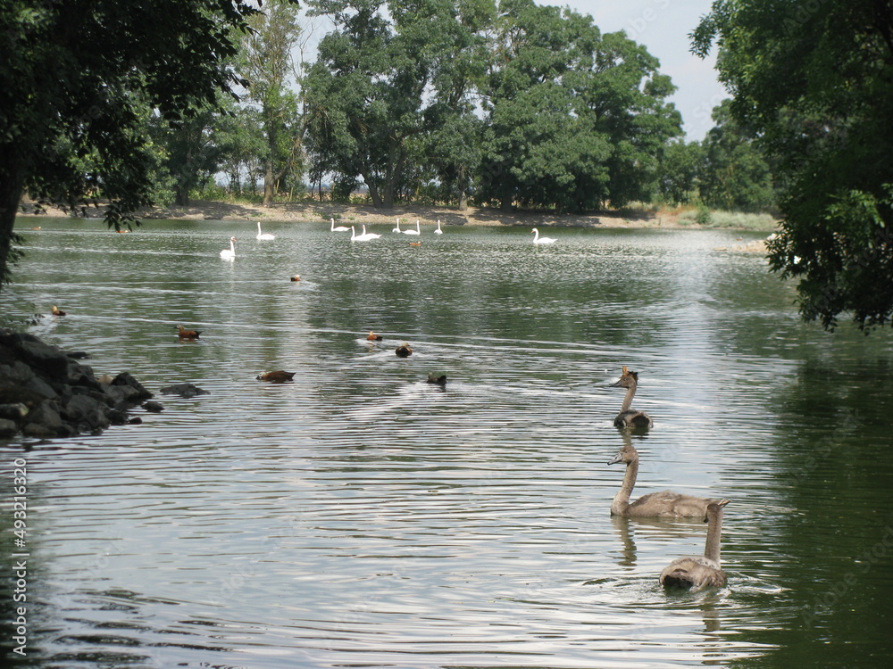 Reservoir with swans, geese and ducks. The lake with birds is surrounded by trees. Reservoir with swans, geese and ducks. The lake with birds is surrounded by trees.