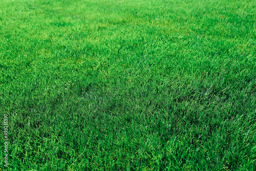 Green grass texture as background. Close up