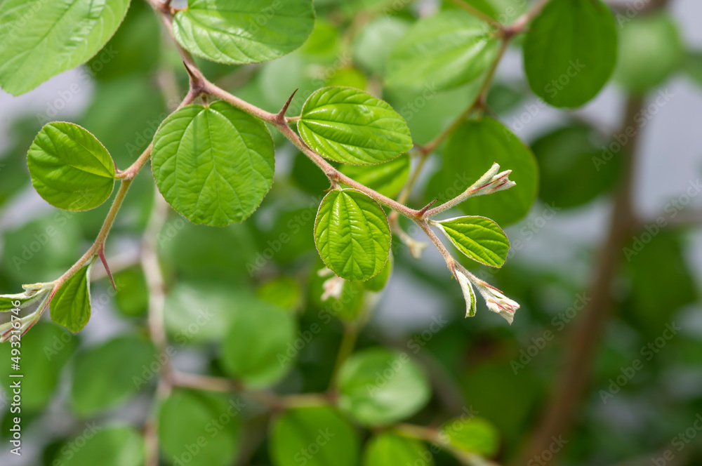 Daun Bidara, Ziziphus mauritiana leaves, known as Indian jujube, Indian plum Chinese date, and Chinese apple Daun Bidara, Ziziphus mauritiana leaves, known as Indian jujube, Indian plum Chinese date, and Chinese apple