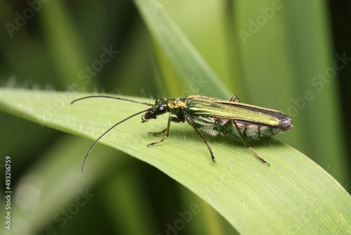 Oedemera nobilis, also known as the False Oil Beetle