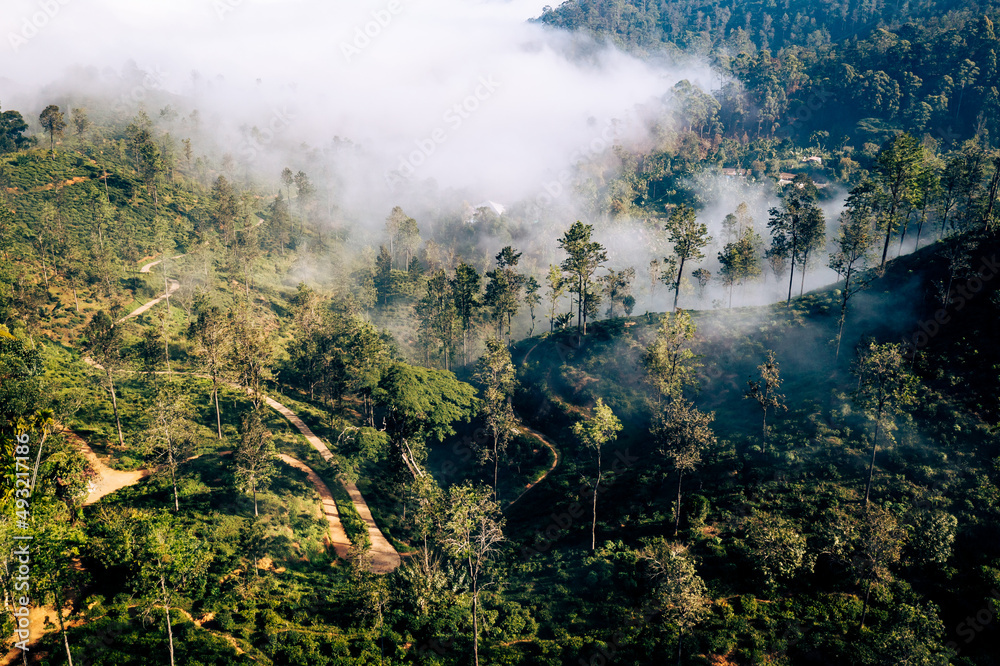 Tropical rainforest in Sri Lanka. Aerial view. Foggy tropical landscape. Tea plantation from above. Tropical rainforest in Sri Lanka. Aerial view. Foggy tropical landscape. Tea plantation from above.