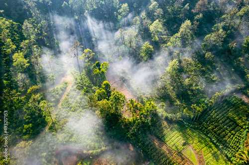 Tropical rainforest in Sri Lanka. Aerial view. Foggy tropical landscape. Tea plantation from above.