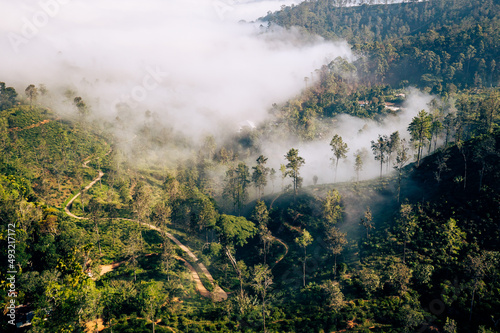 Tropical rainforest in Sri Lanka. Aerial view. Foggy tropical landscape. Tea plantation from above.