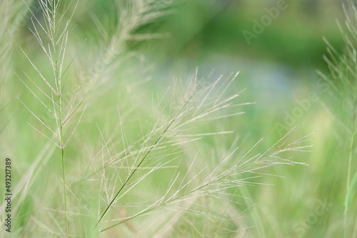 In selective focus Wild grass growing in a garden with green nature background