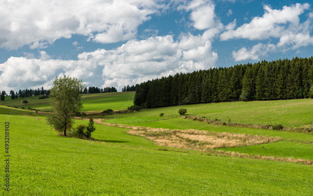 Nature landscapes with green hills at woods during summer at the East Belgian Countryside around Bullingen, Belgium Nature landscapes with green hills at woods during summer at the East Belgian Countryside around Bullingen, Belgium