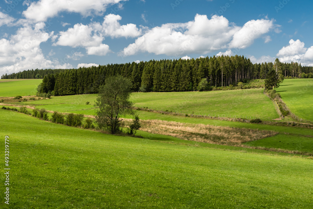 Nature landscapes with green hills at woods during summer at the East Belgian Countryside around Bullingen, Belgium Nature landscapes with green hills at woods during summer at the East Belgian Countryside around Bullingen, Belgium