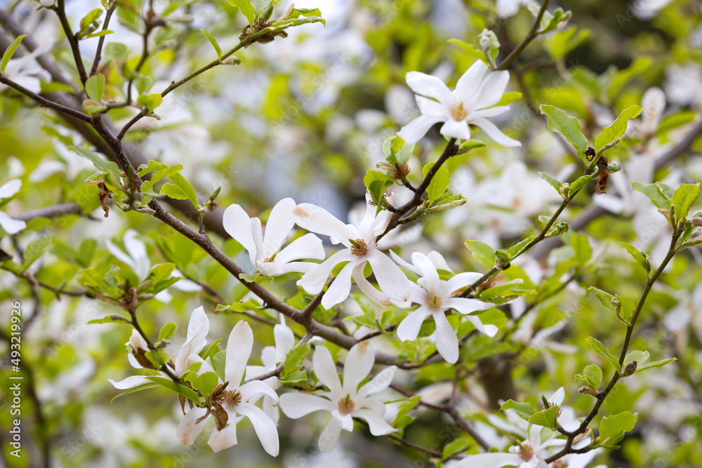 Magnolia kobus blossoms close up. Nature floral background. White magnolia flowers in spring. Seasonal wallpaper. Blooming Kobushi branch on blurred background