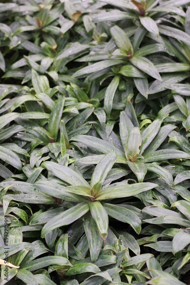 sage leaves in the garden sage leaves in the garden