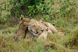 mother lioness and her cubs