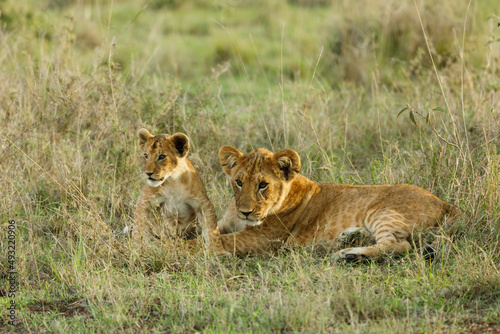 lions cubs on the savannah