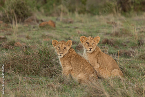 Fototapeta Naklejka Na Ścianę i Meble -  lions cubs on the savannah