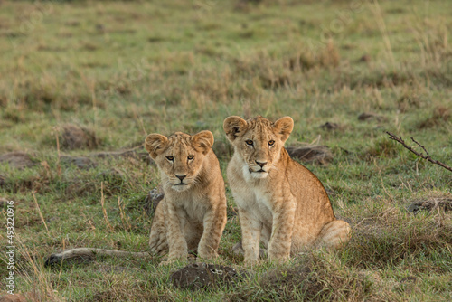 Fototapeta Naklejka Na Ścianę i Meble -  lions cubs on the savannah